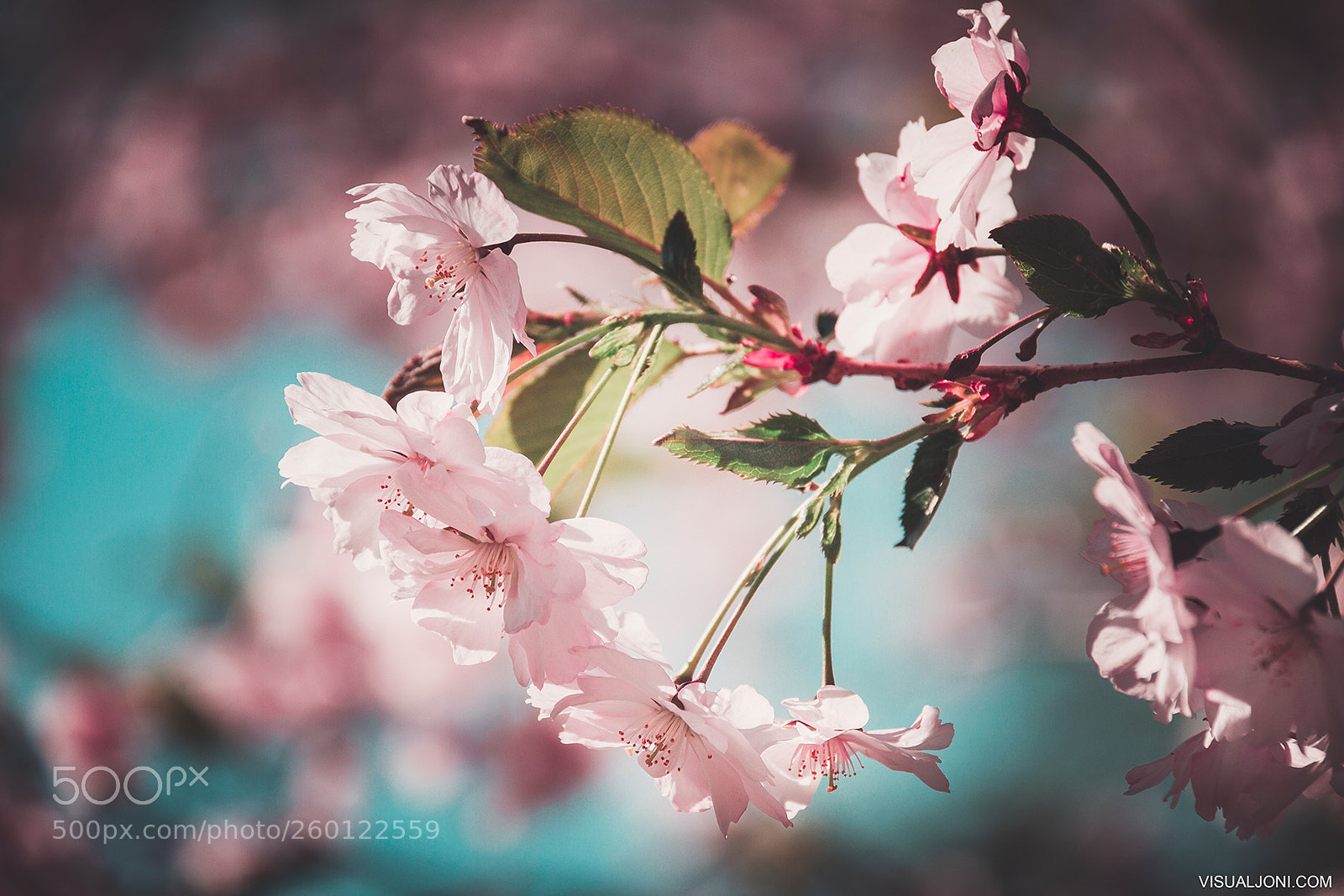 Canon EOS 7D sample photo. Spring photography
