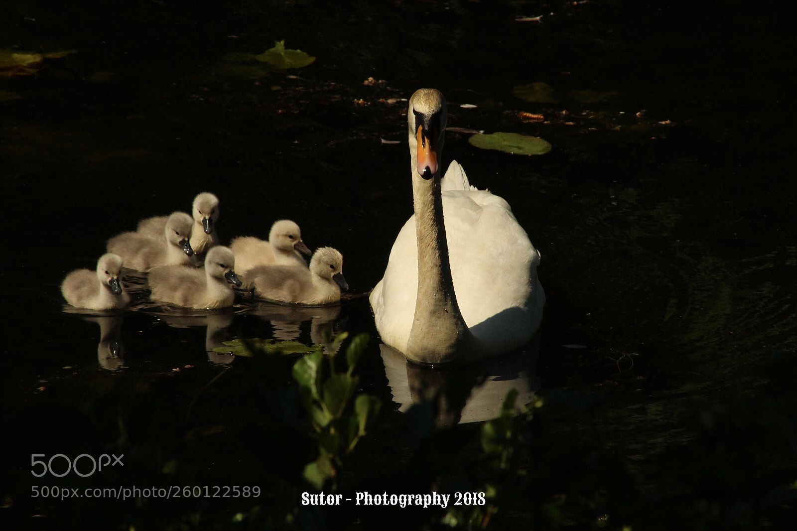Canon EOS 1200D (EOS Rebel T5 / EOS Kiss X70 / EOS Hi) sample photo. Swan and kids photography