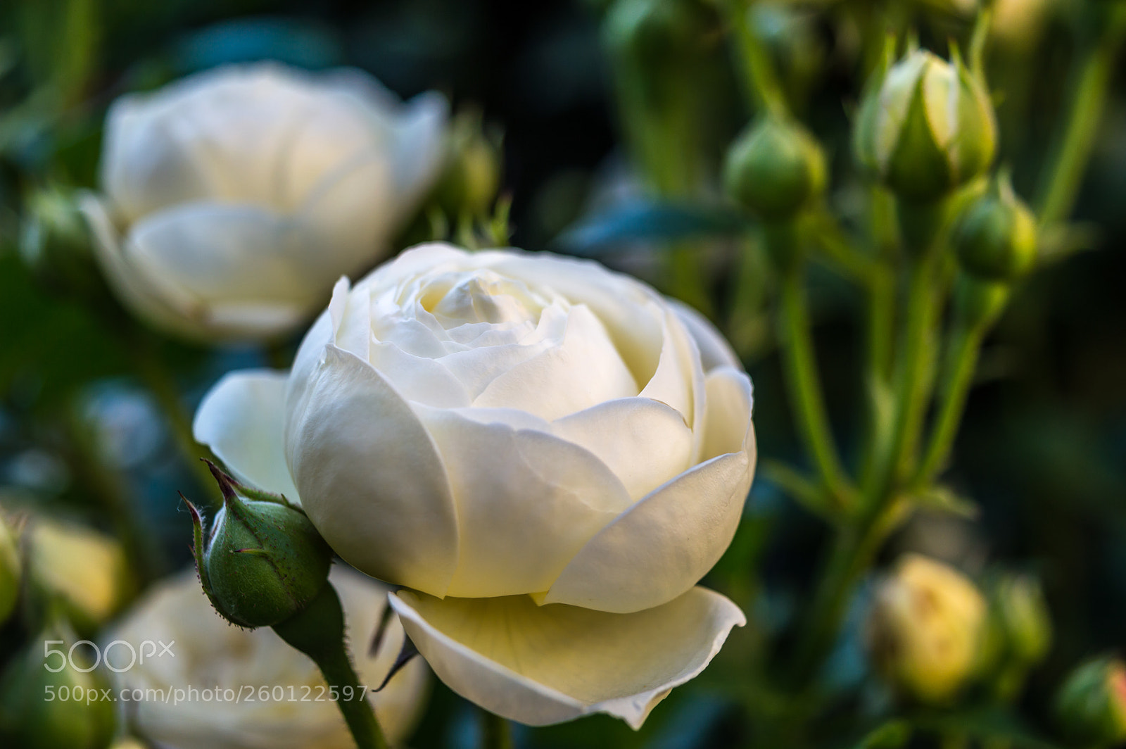 Nikon D3200 sample photo. Snowhite photography