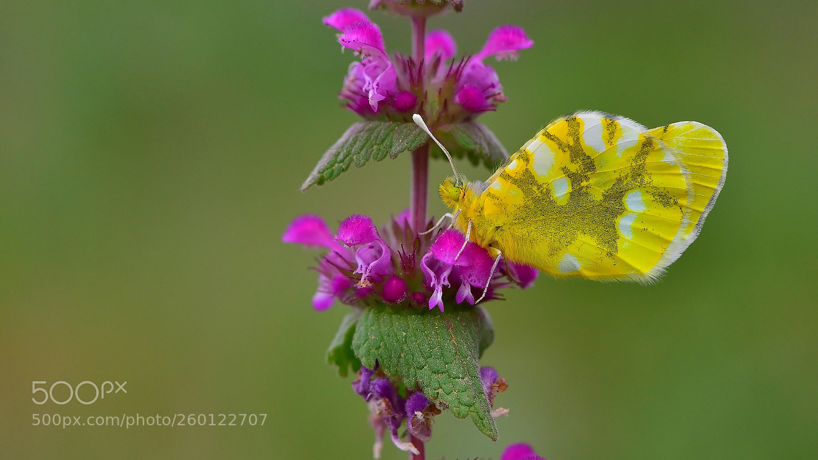 Nikon D810 sample photo. Zegris / / zegris eupheme photography