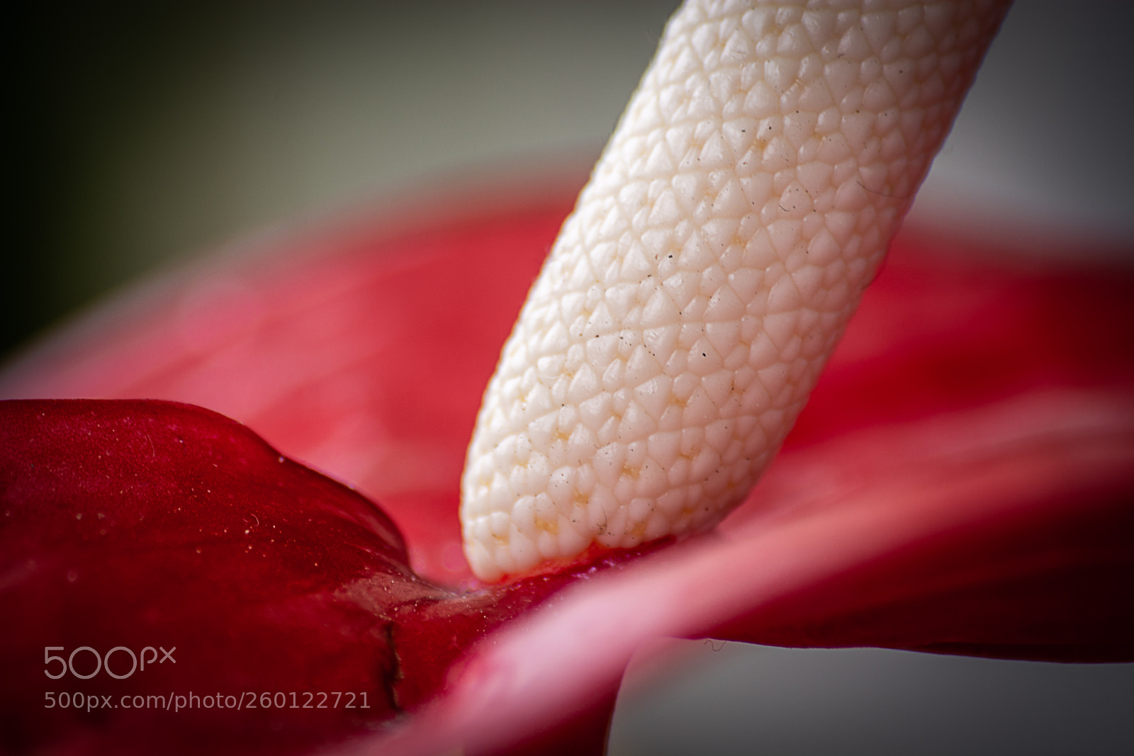Nikon D5200 sample photo. Red beauty photography