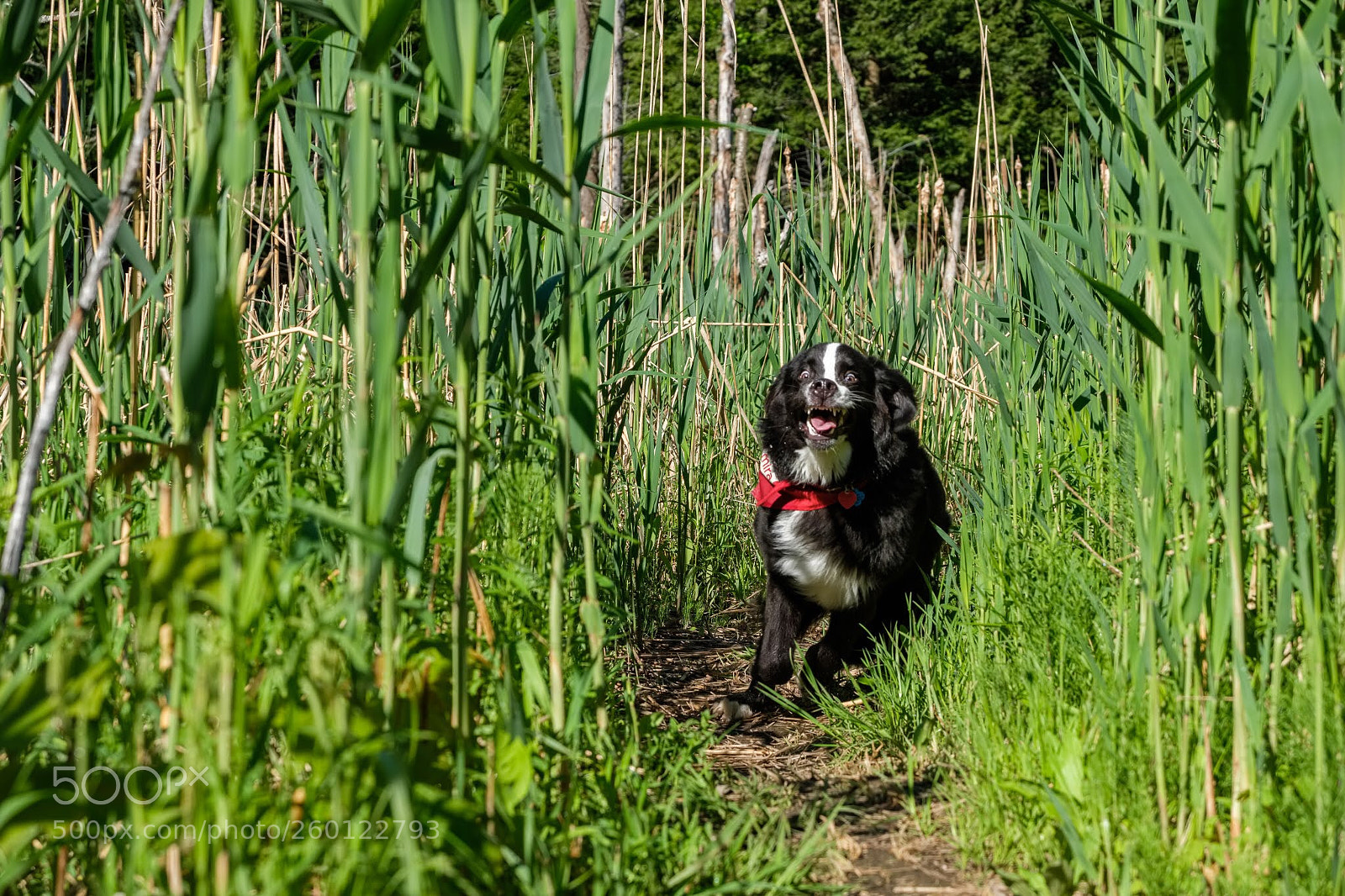 Fujifilm X-T2 sample photo. Happy runner  photography