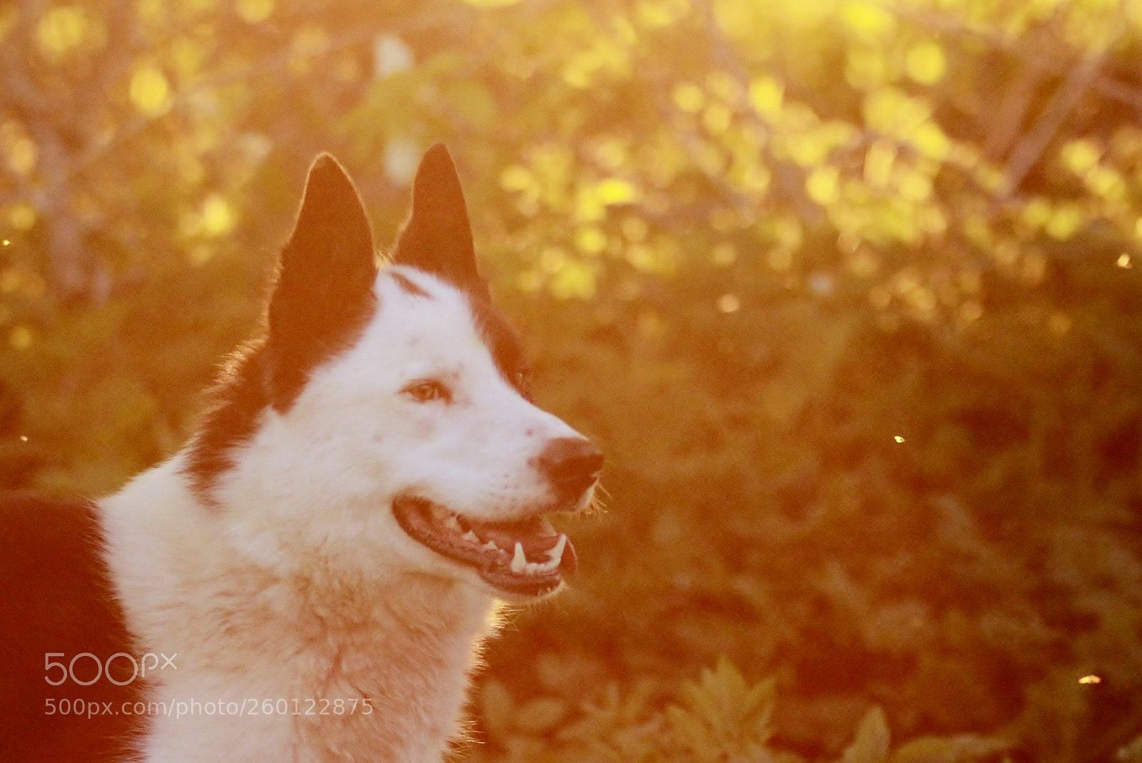 Canon EOS 7D sample photo. Солнечный пёс photography