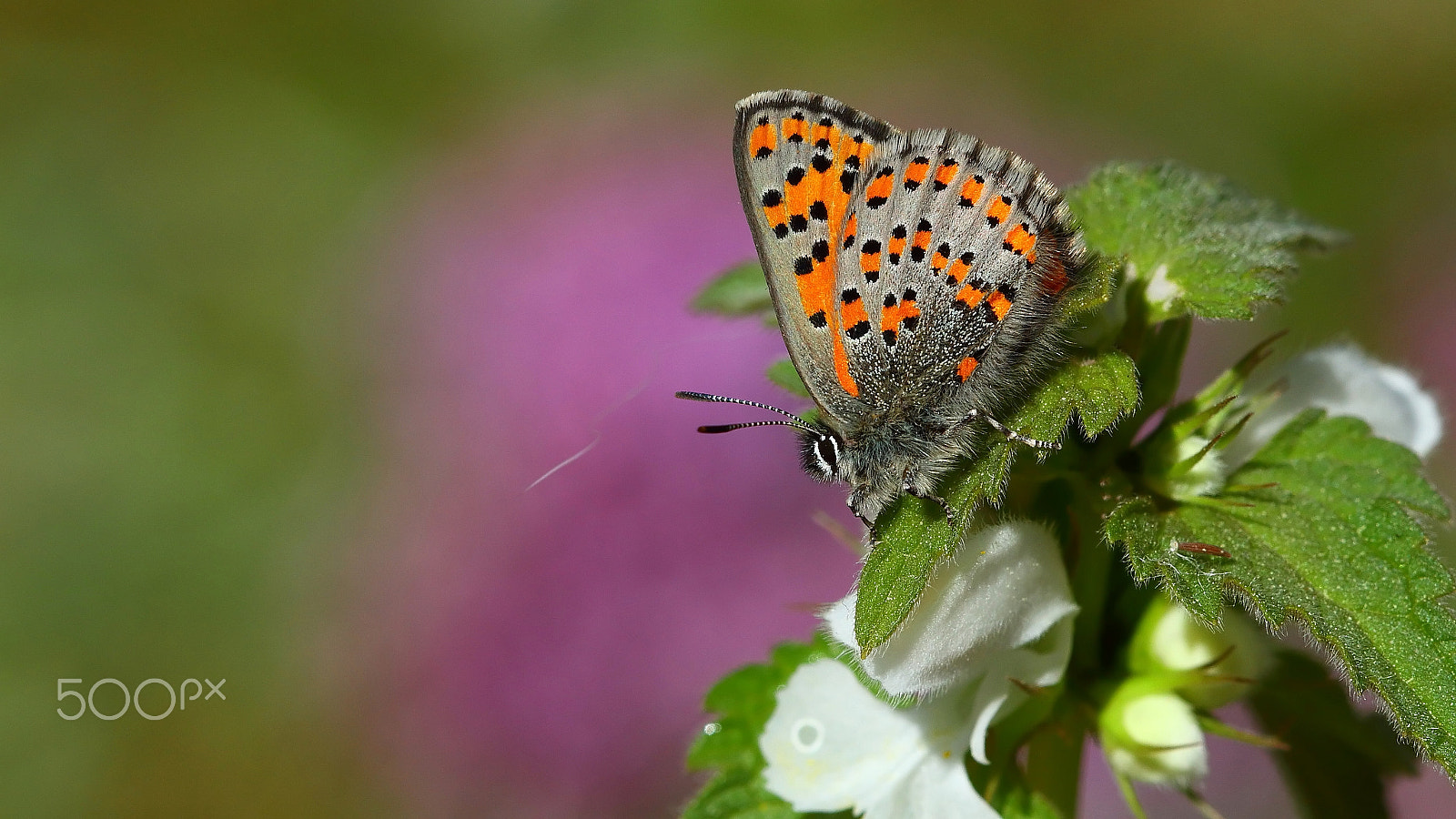 Canon EF 100mm F2.8 Macro USM sample photo. Akbes gelinciği / / tomares nesimachus photography