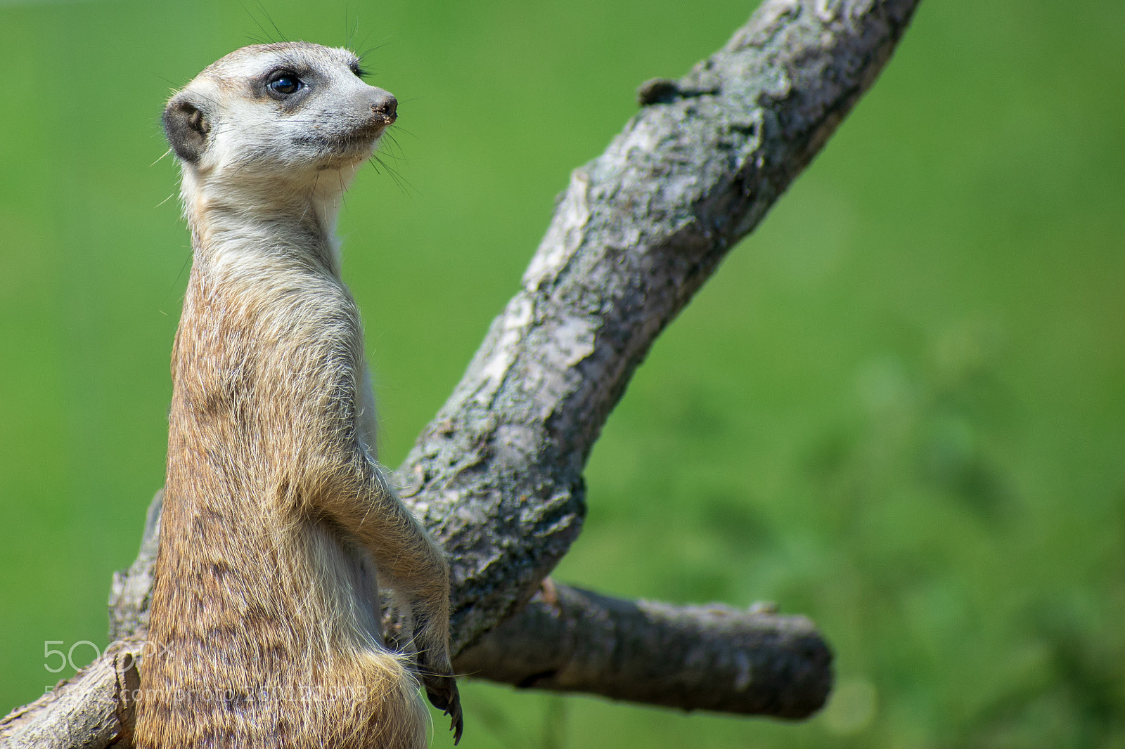 Nikon D5300 sample photo. Suricata-2 photography