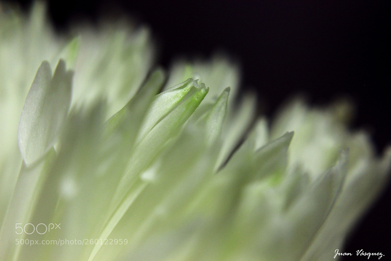 Canon EOS 600D (Rebel EOS T3i / EOS Kiss X5) sample photo. Macro a una flor photography