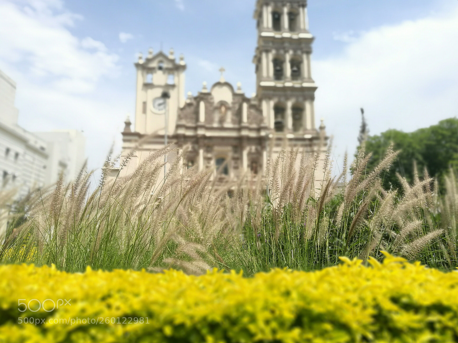 HUAWEI P9 sample photo. Building behind flowers photography