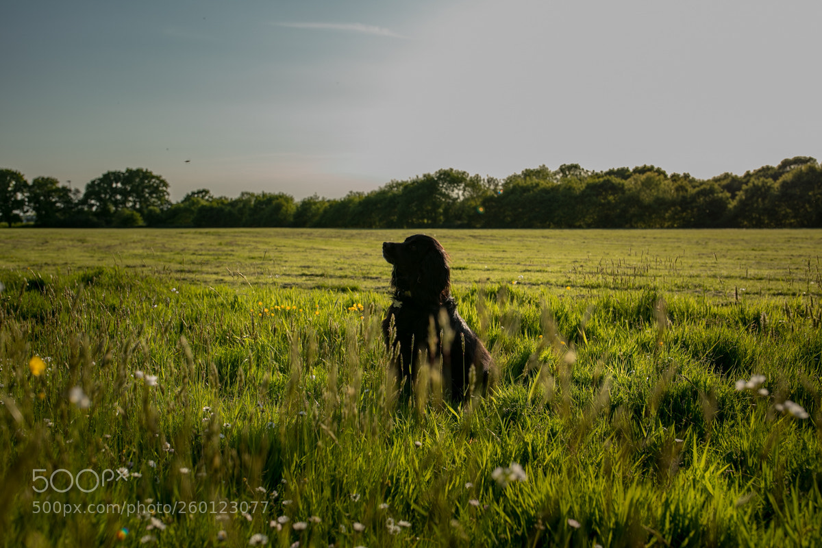 Canon EOS 5D Mark IV sample photo. My dear friend photography