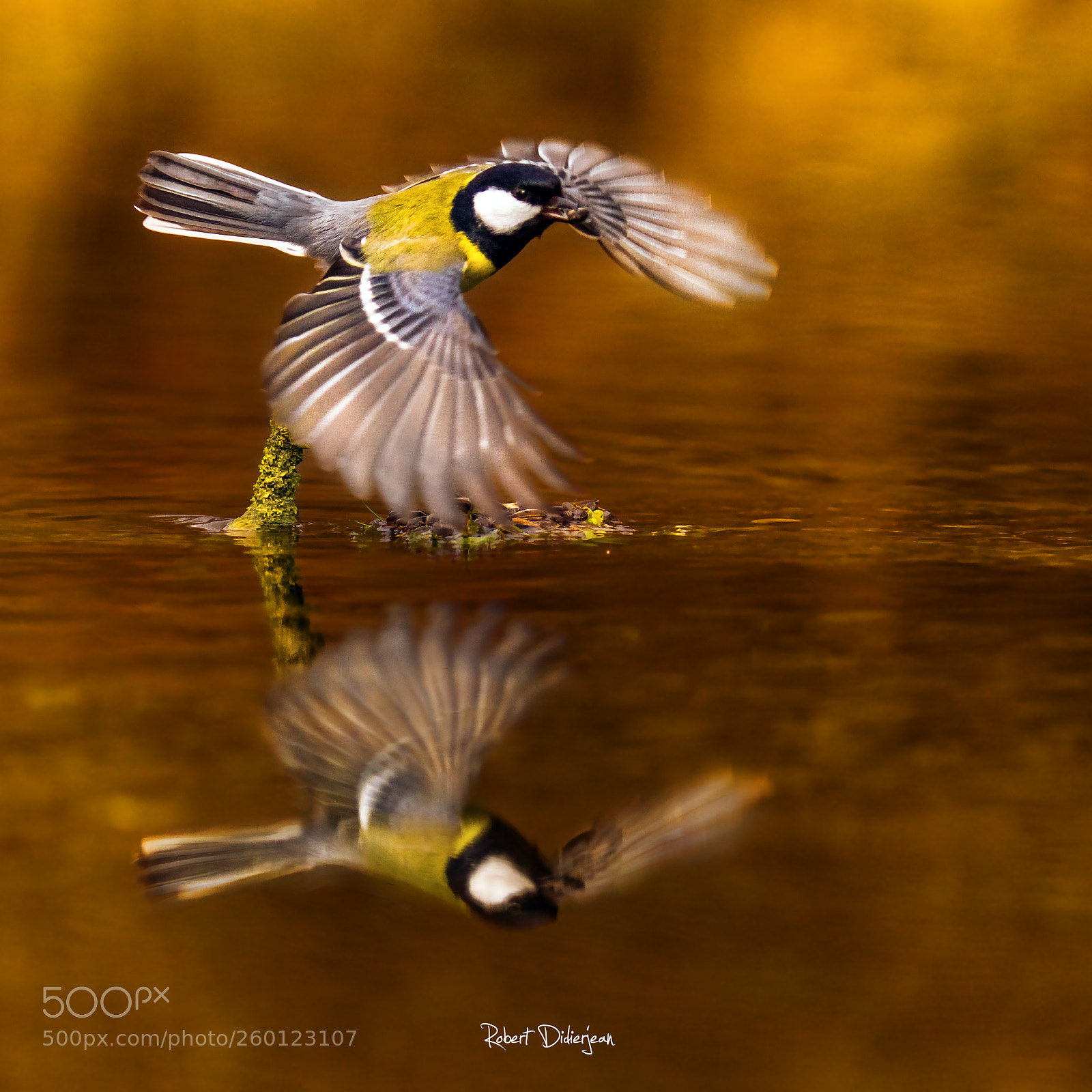 Nikon D810 sample photo. Take off photography