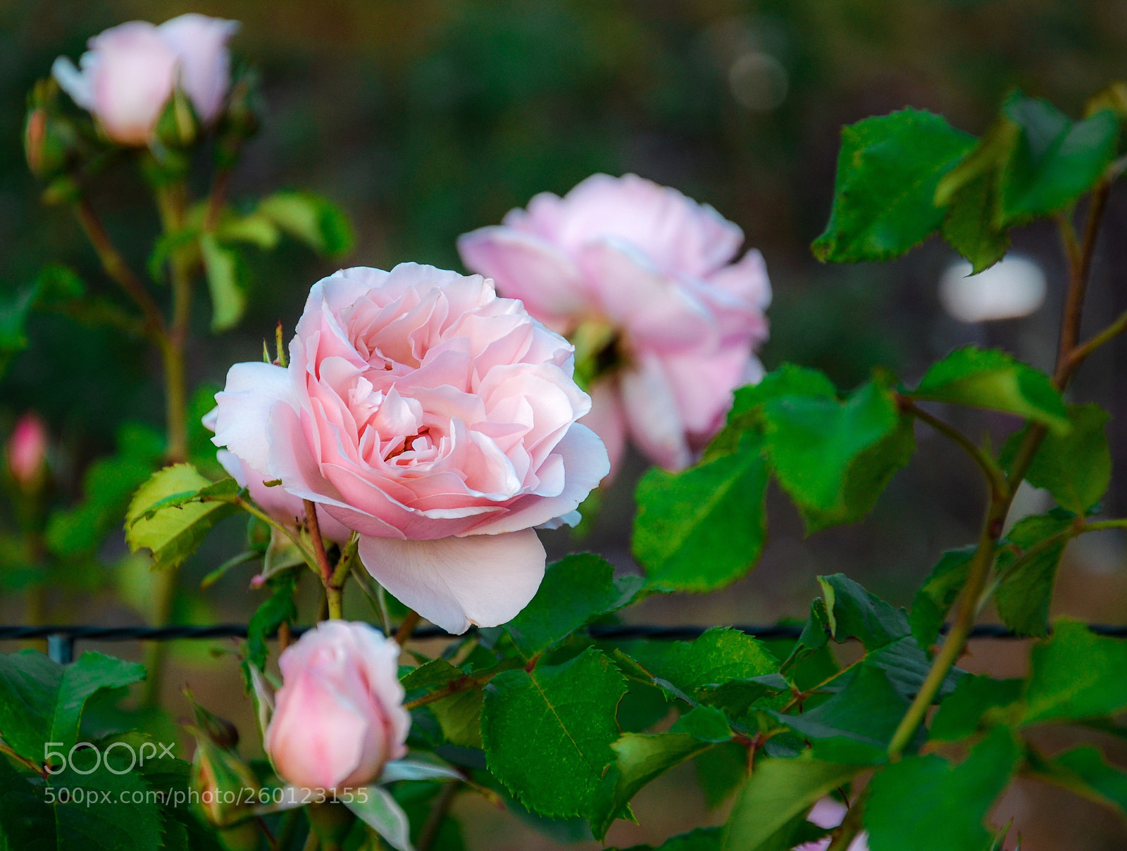 Nikon D7000 sample photo. Garden photography