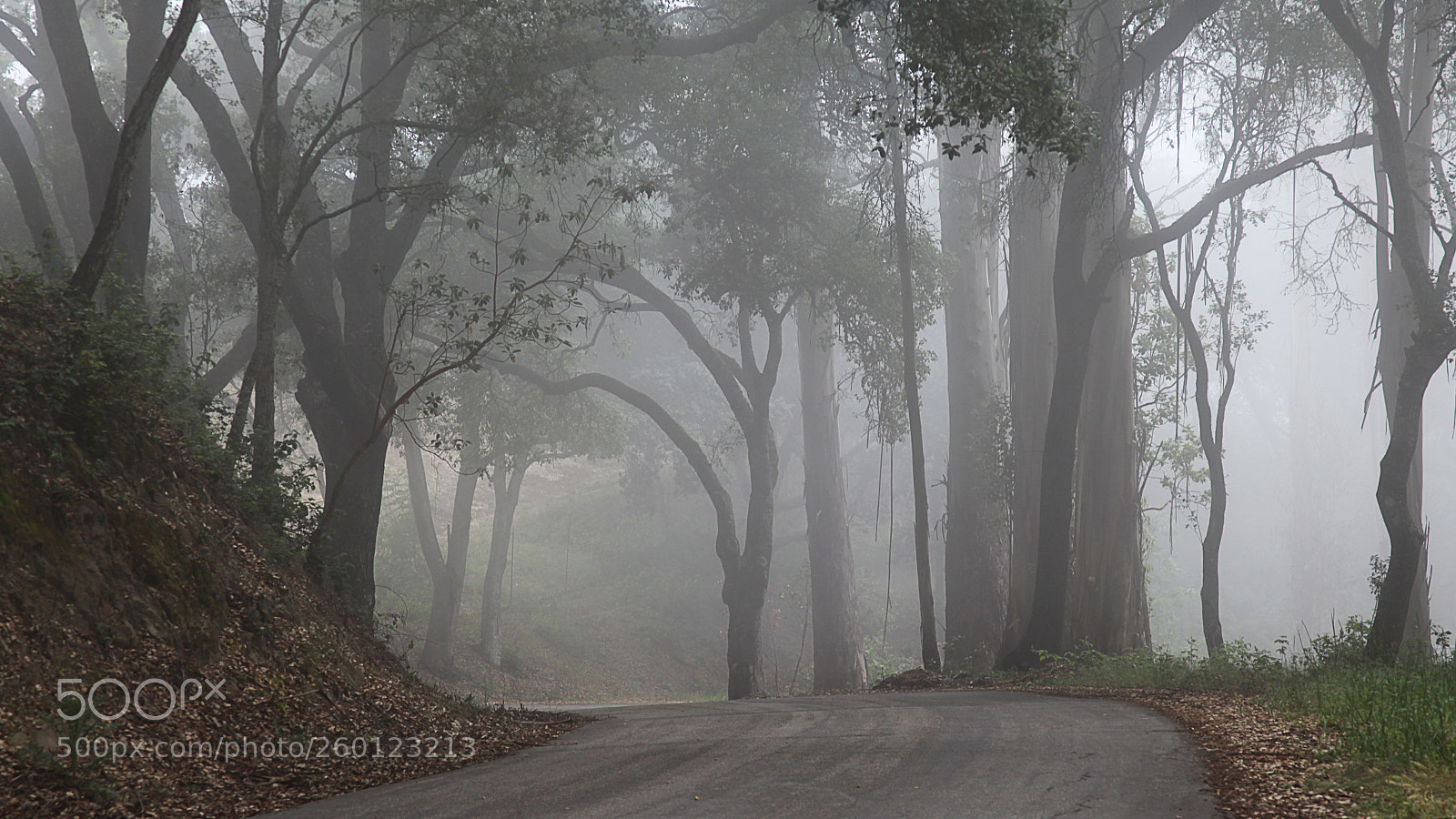Canon EOS 5D Mark II sample photo. Spooky morning photography