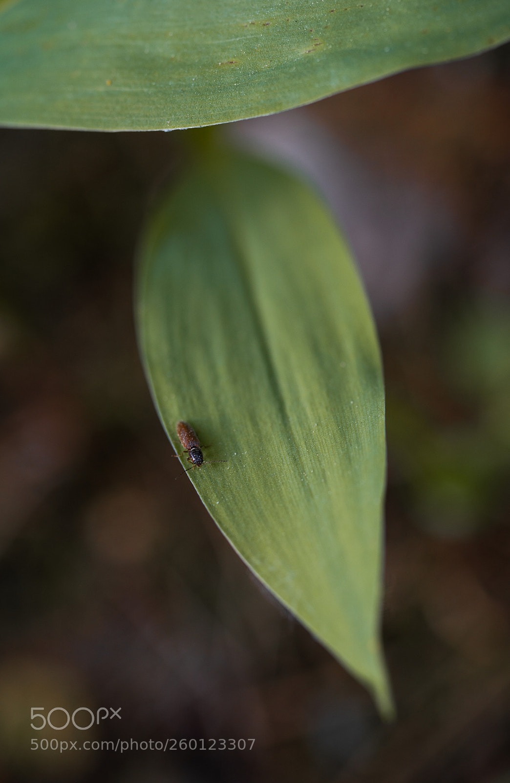 Sony a7 III sample photo. Untitled photography