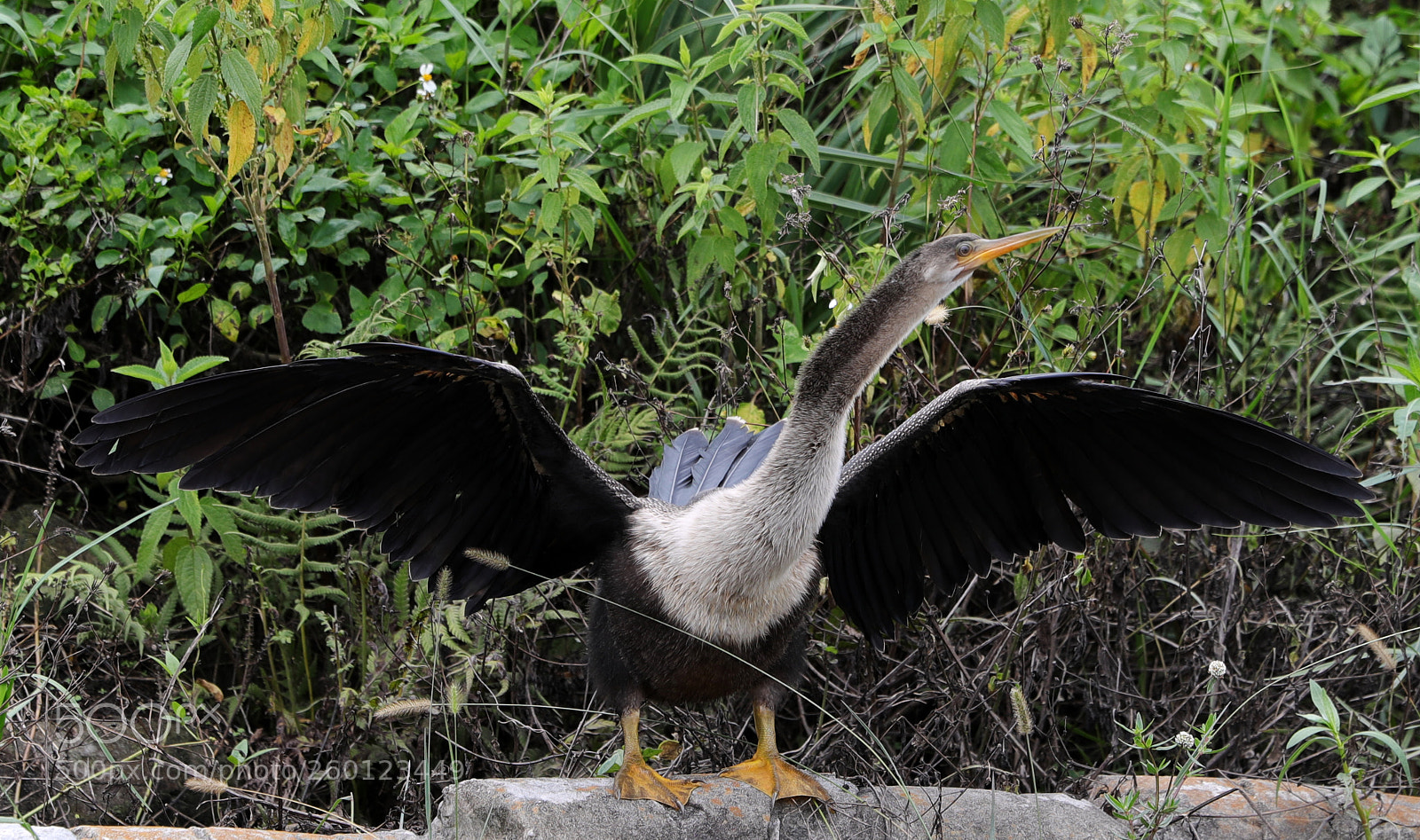Canon EOS-1D X Mark II sample photo. 05-30-18-0020486.jpg photography
