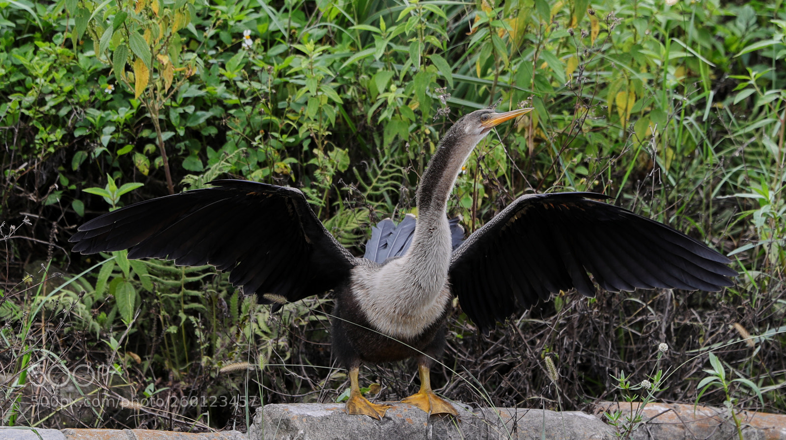 Canon EOS-1D X Mark II sample photo. 05-30-18-0020484.jpg photography