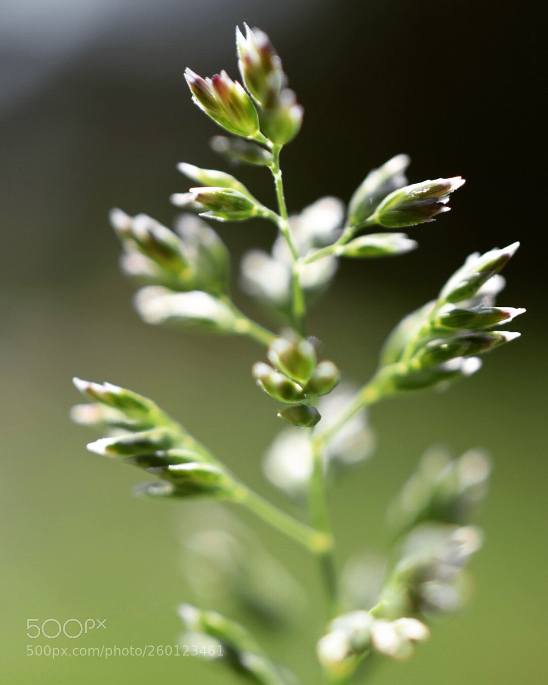 Nikon D5300 sample photo. Grass can be really photography