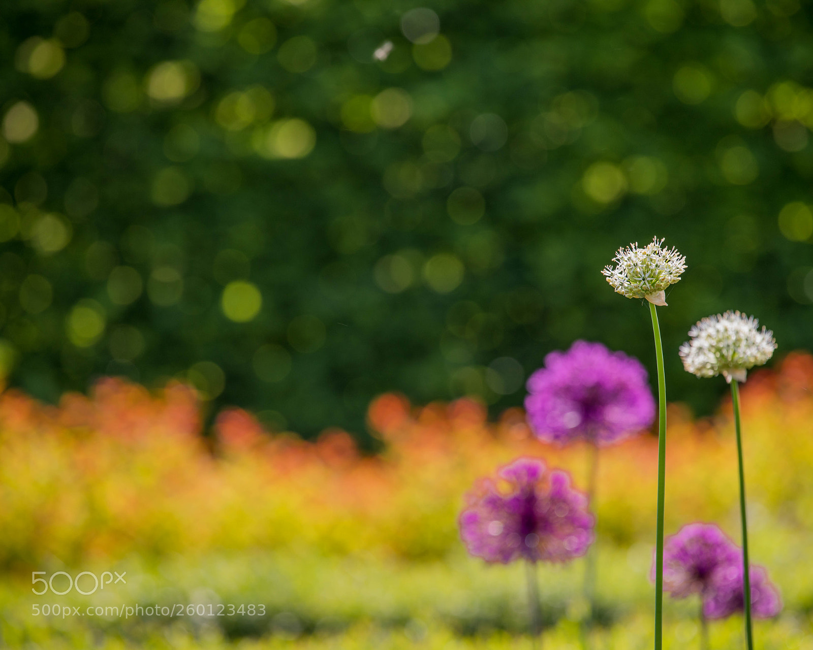 Canon EOS 5D Mark IV sample photo. 0527 photography