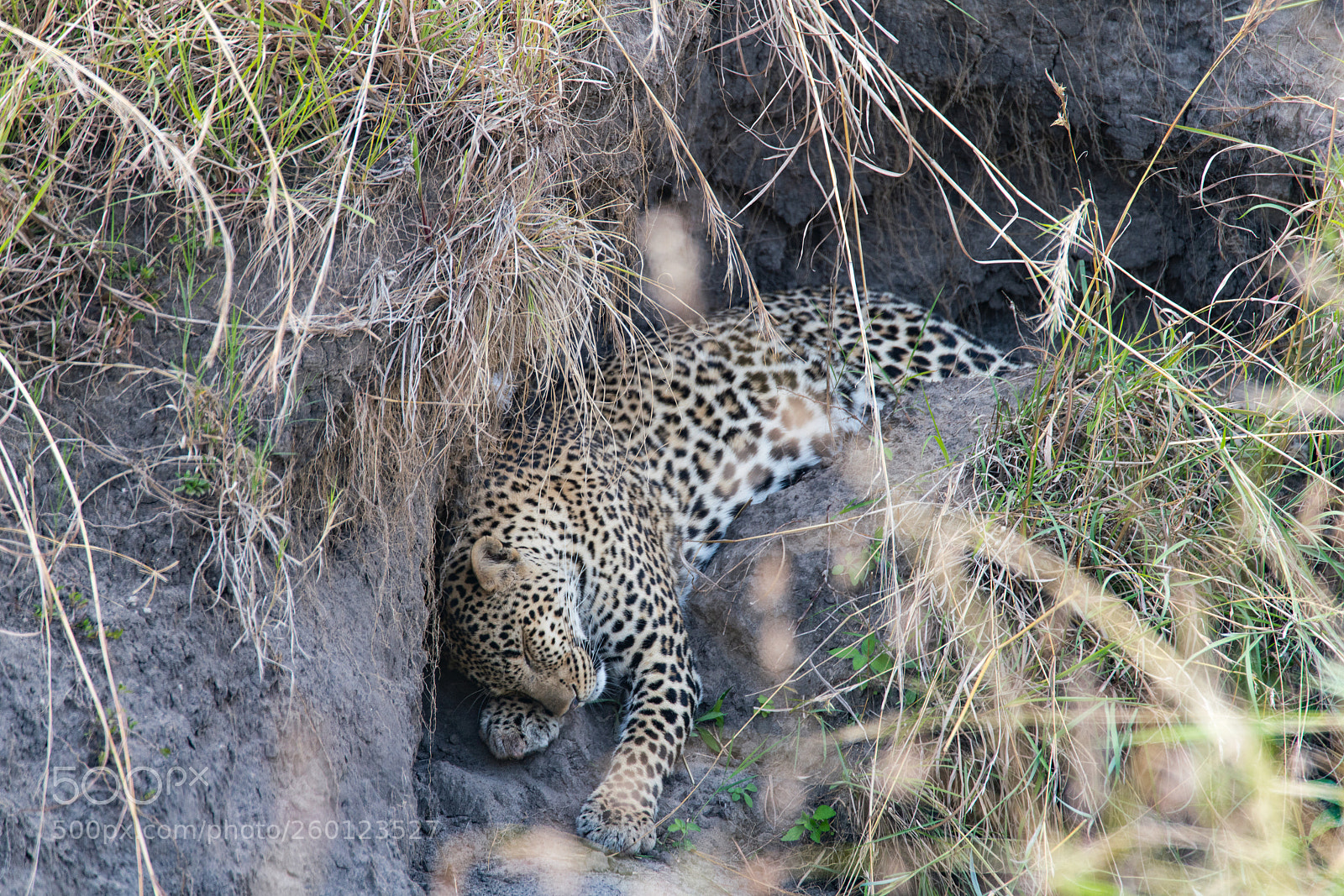 Sony a99 II sample photo. African leopard photography