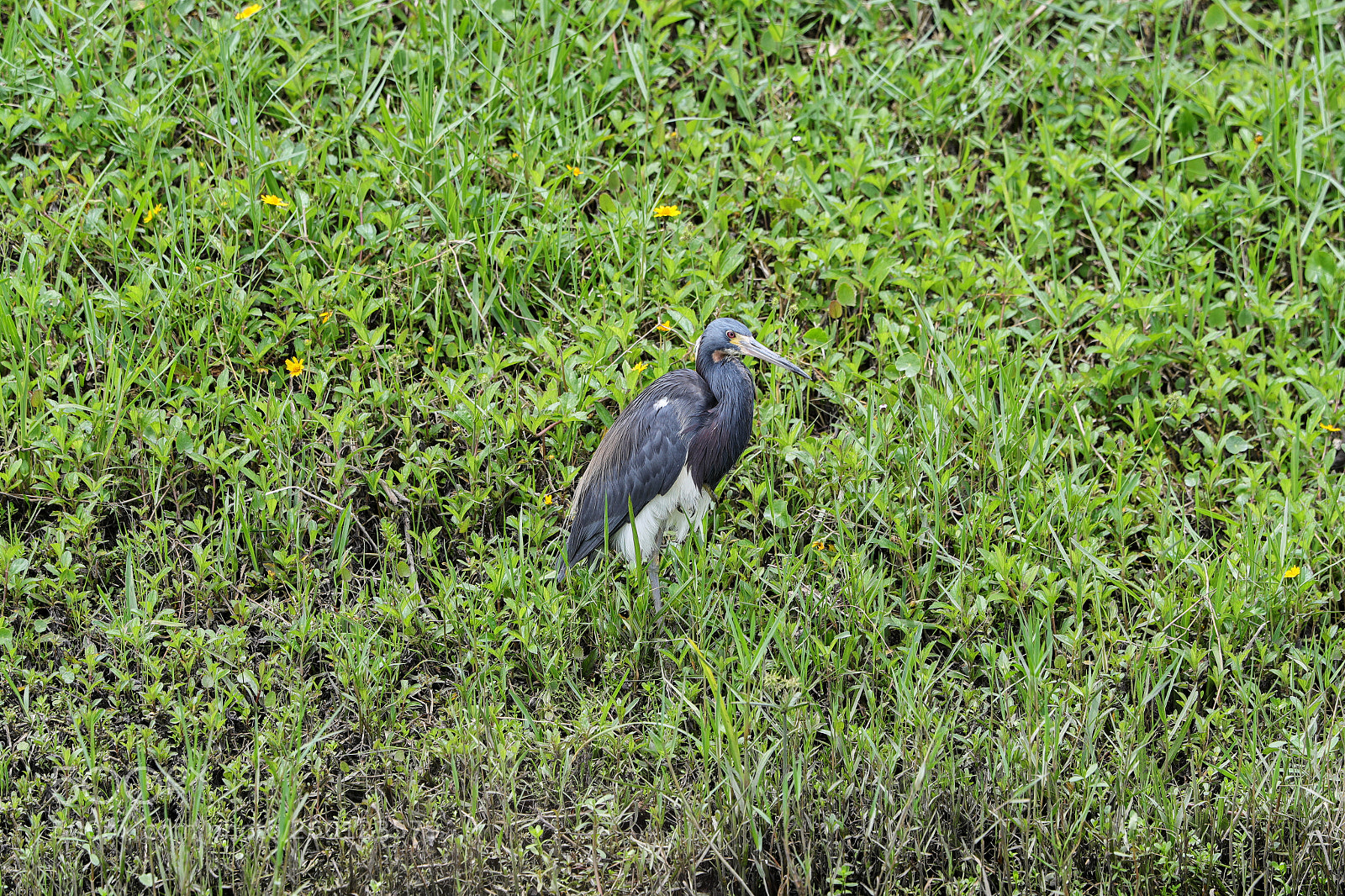 Canon EOS-1D X Mark II sample photo. 05-30-18-0020479.jpg photography