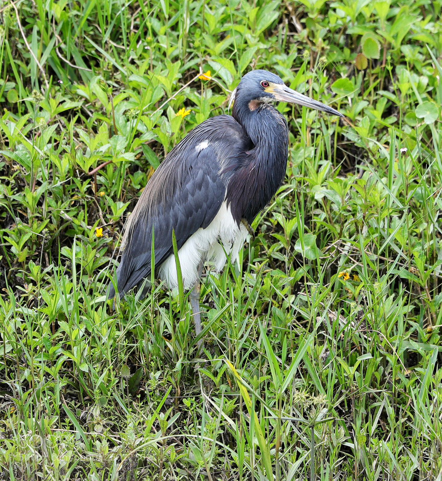 Canon EOS-1D X Mark II sample photo. 05-30-18-0020475.jpg photography