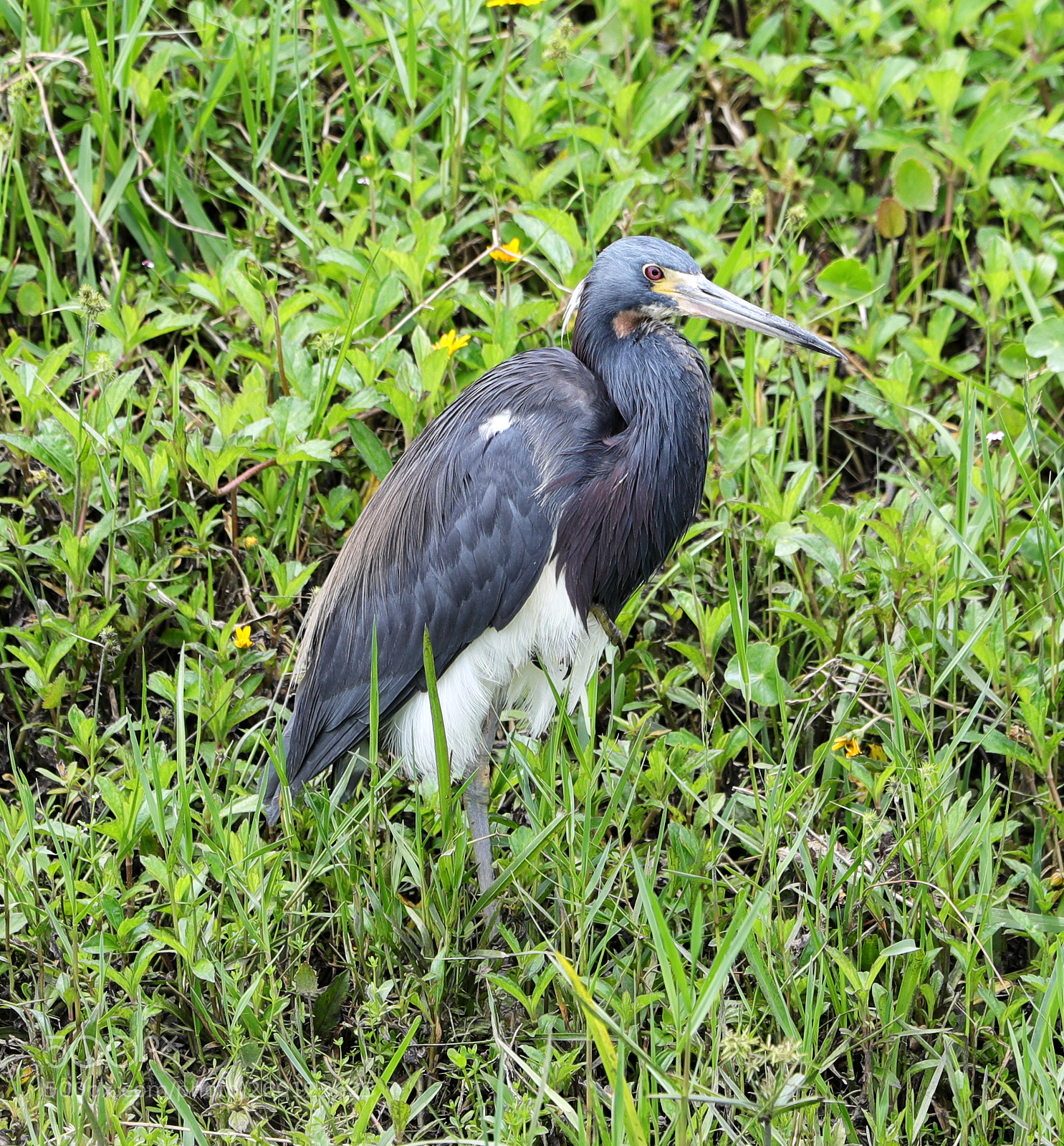 Canon EOS-1D X Mark II sample photo. 05-30-18-0020476.jpg photography