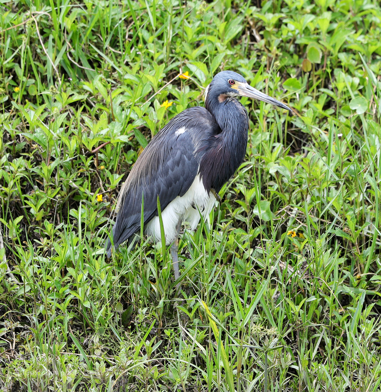 Canon EOS-1D X Mark II sample photo. 05-30-18-0020477.jpg photography