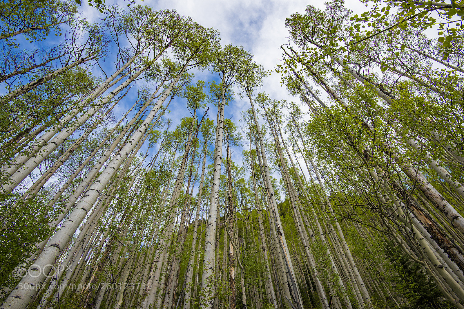 Nikon D810 sample photo. Aspens at maroon bells photography