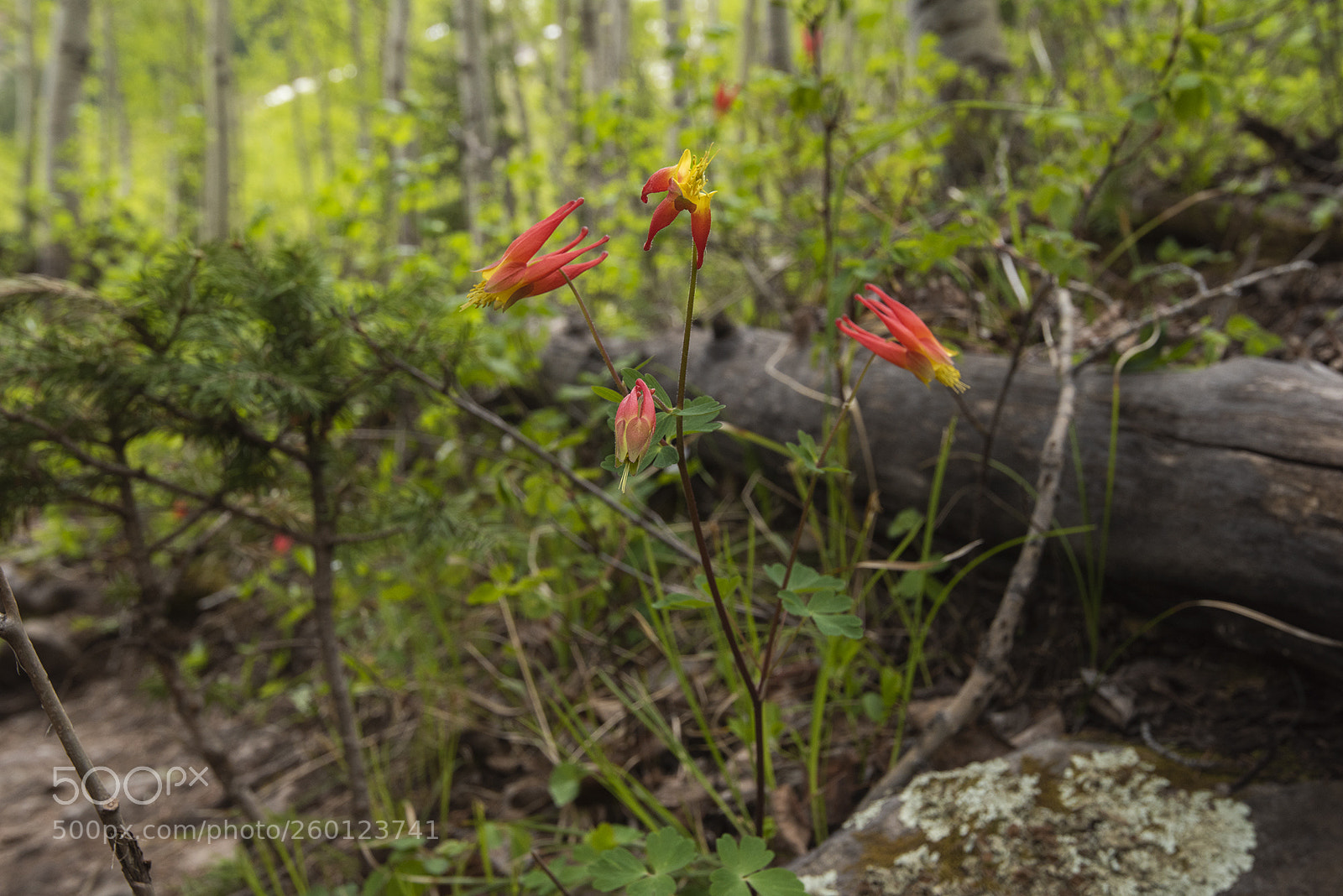 Nikon D810 sample photo. Columbines at maroon bells photography