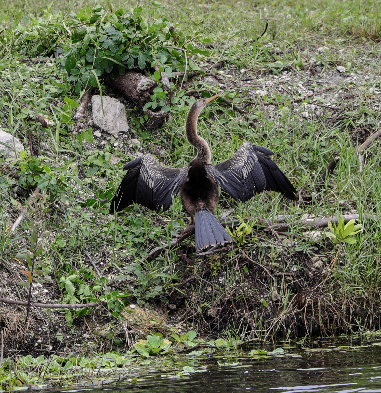 Canon EOS-1D X Mark II sample photo. 05-30-18-0020468.jpg photography