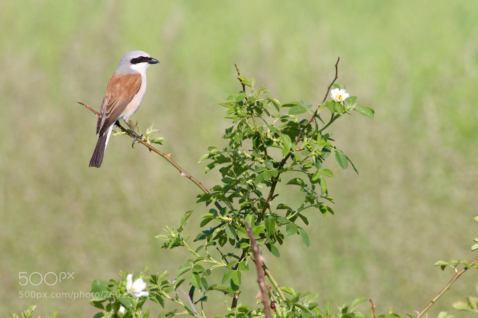 Canon EOS 70D sample photo. Red-backed shrike photography