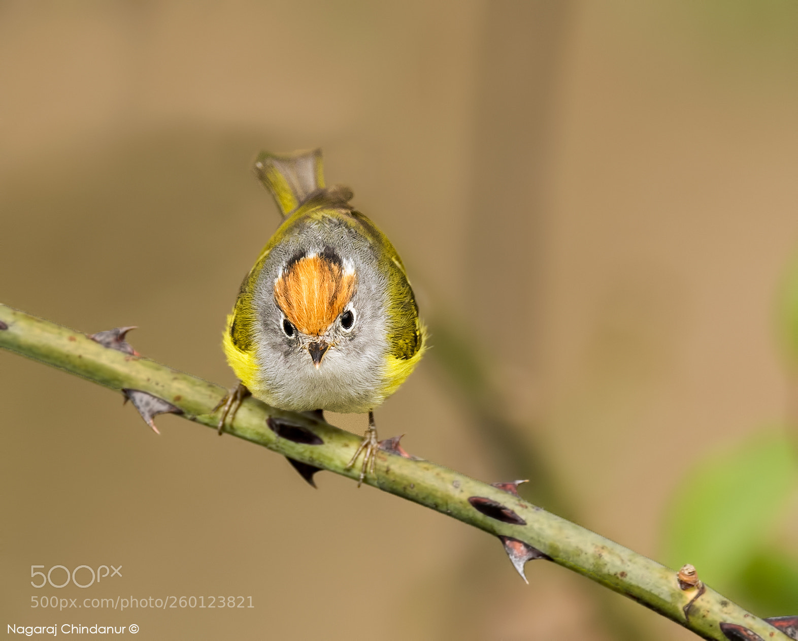 Nikon D5 sample photo. Chestnut crowned warbler photography