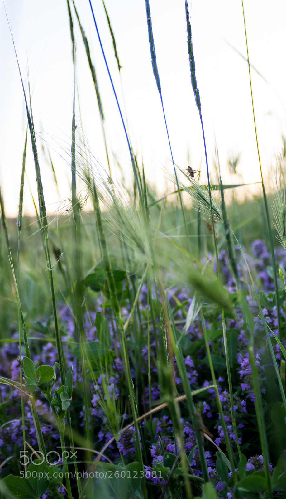 Canon EOS 700D (EOS Rebel T5i / EOS Kiss X7i) sample photo. Untitled photography