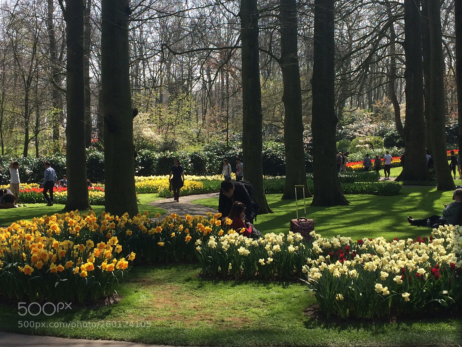 Apple iPhone 5s sample photo. Keukenhof photography
