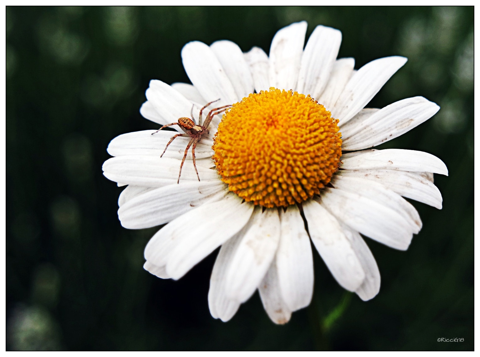 Samsung NX3300 sample photo. Little spider photography