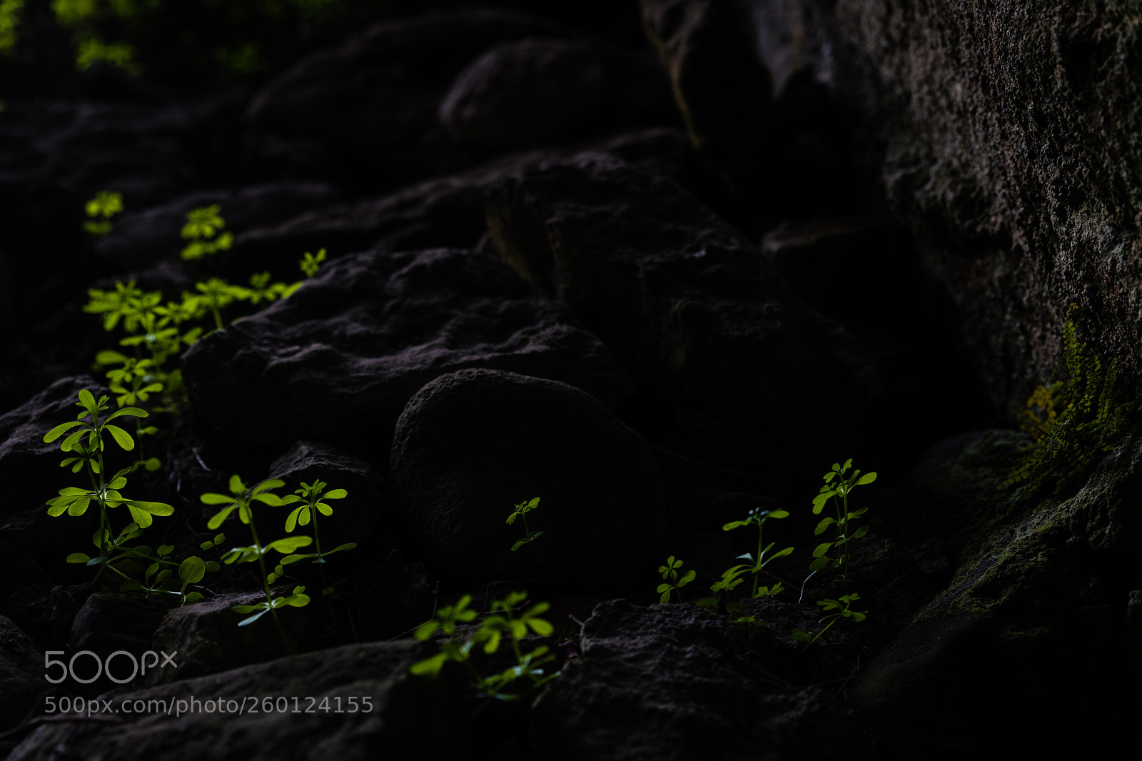 Nikon D850 sample photo. Glowing in the dark photography
