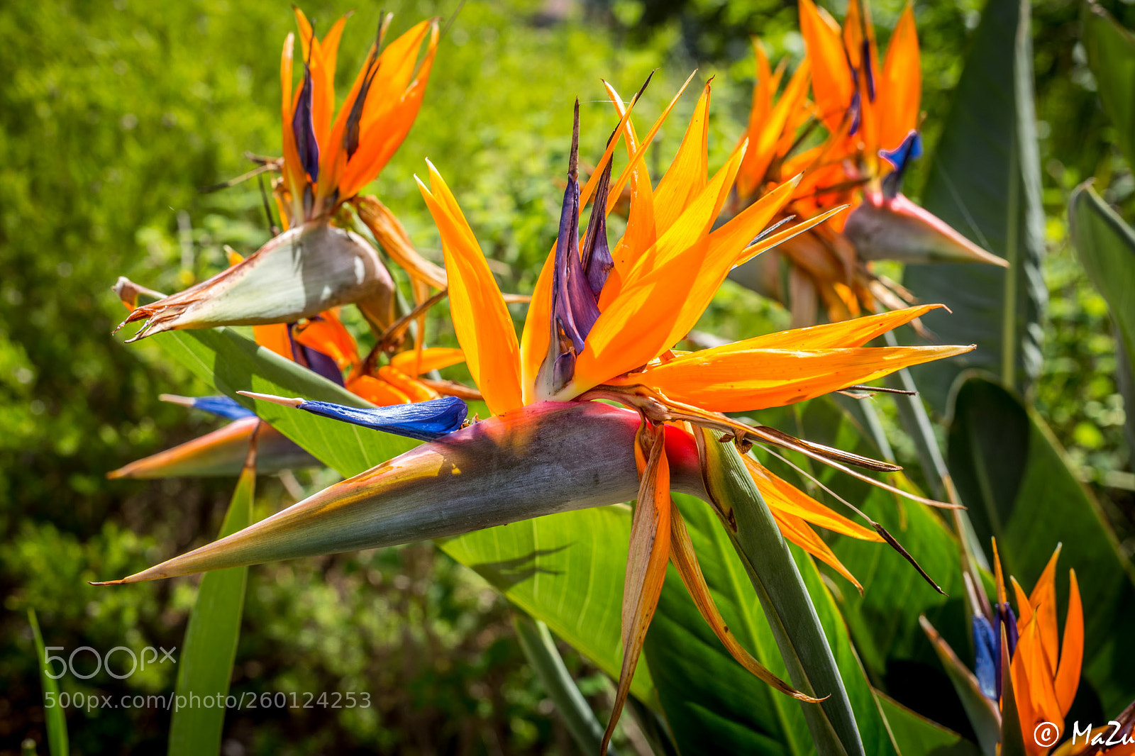 Canon EOS 6D sample photo. Bird of paradise photography