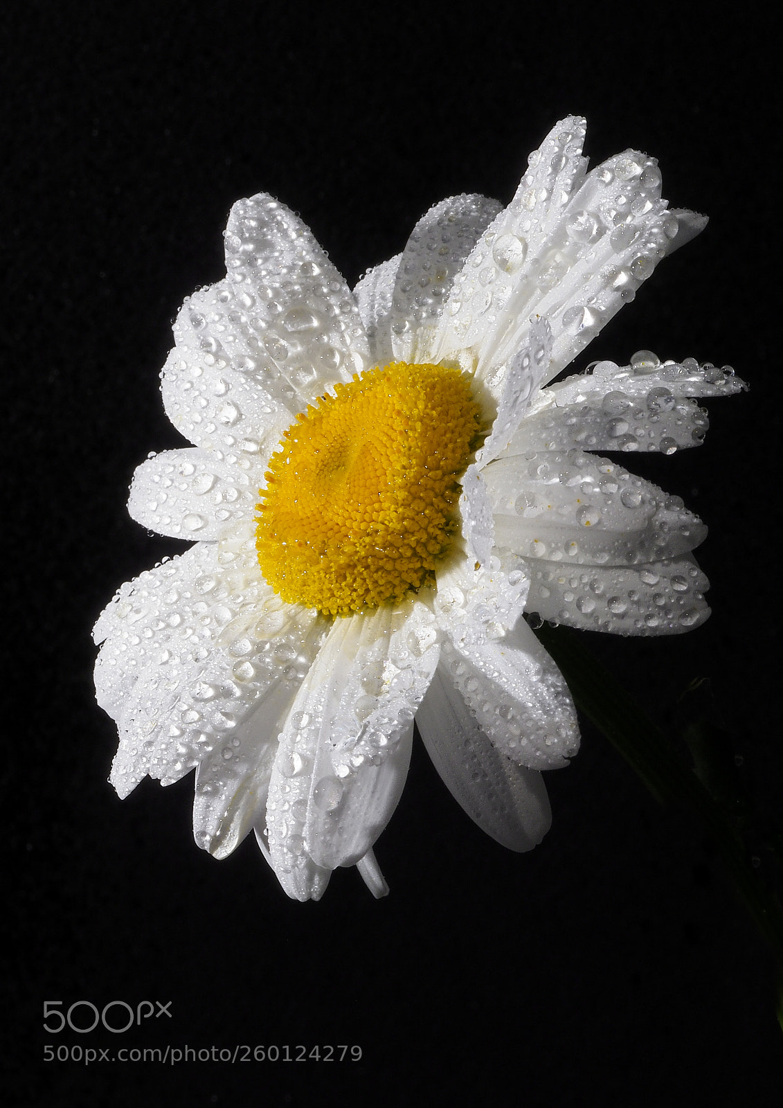Olympus OM-D E-M1 Mark II sample photo. Giant daisy photography