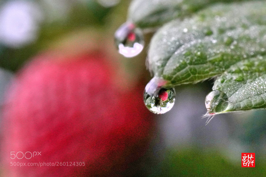 Sony a7R III sample photo. Morning dew 0530 photography