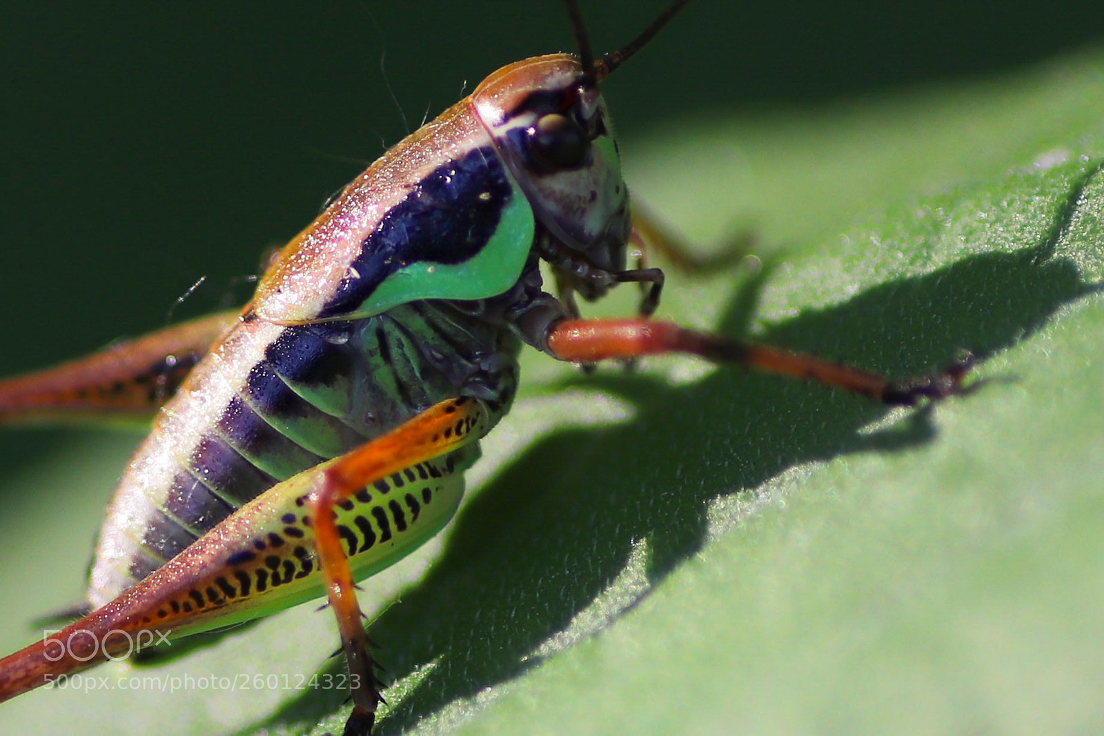 Canon EOS 77D (EOS 9000D / EOS 770D) sample photo. Grashoppers photography