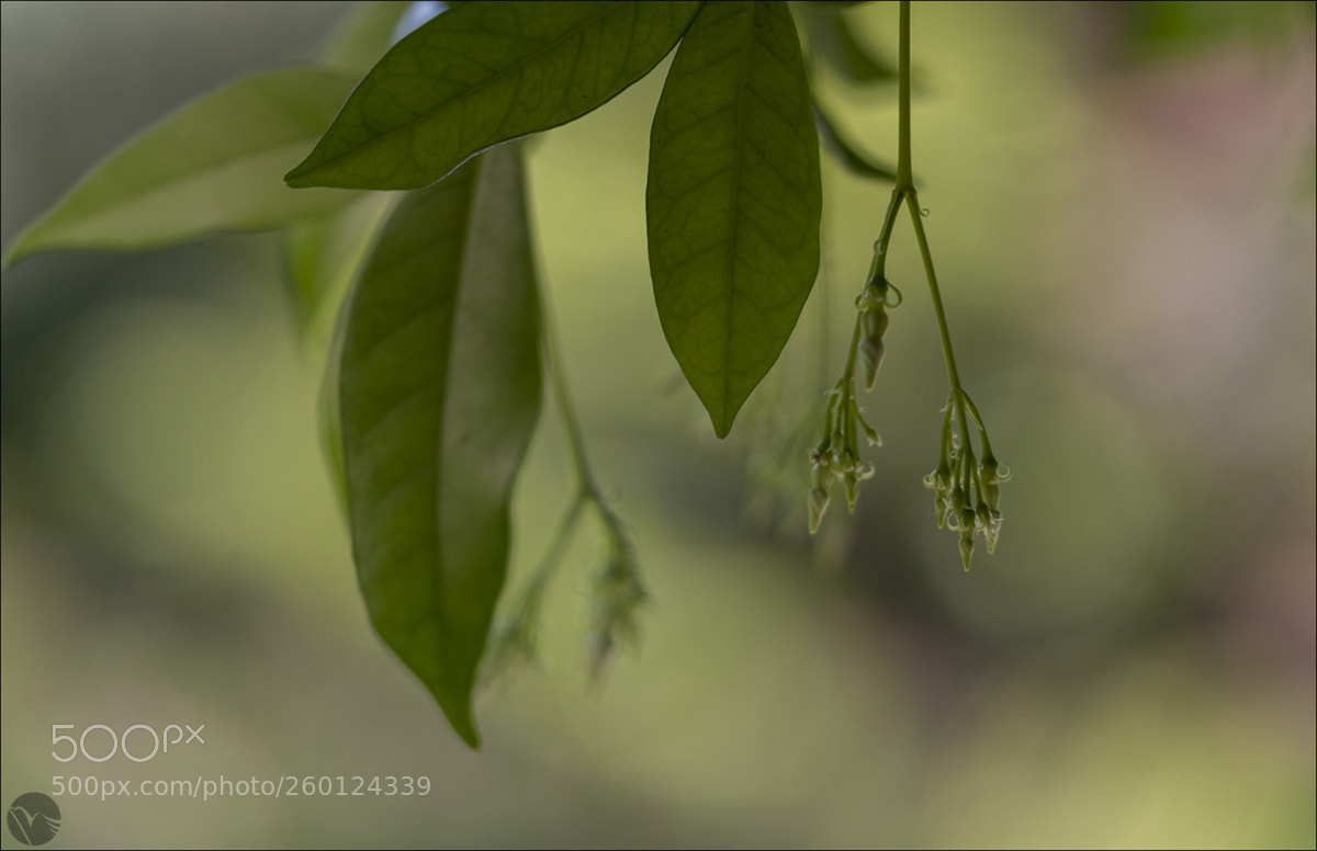 Canon EOS 50D sample photo. Untitled photography