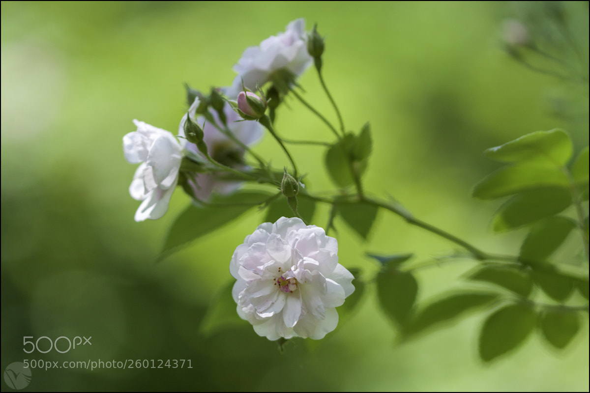 Canon EOS 50D sample photo. Untitled photography