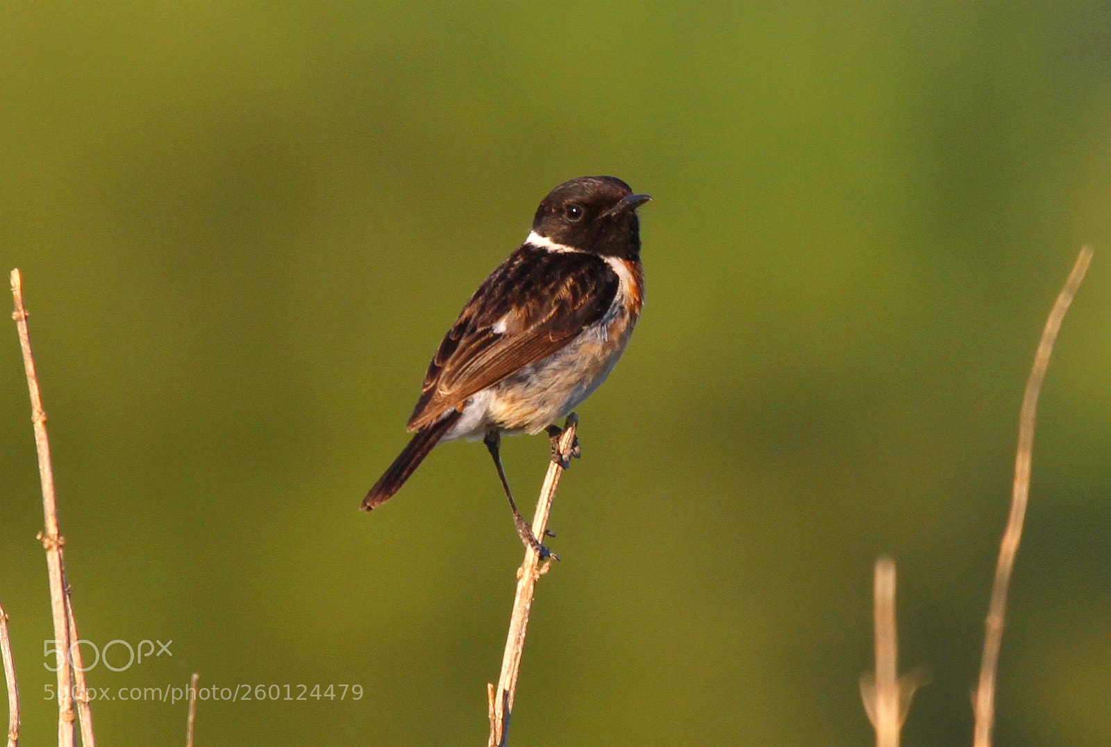 Canon EOS 7D sample photo. European stonechat.... photography