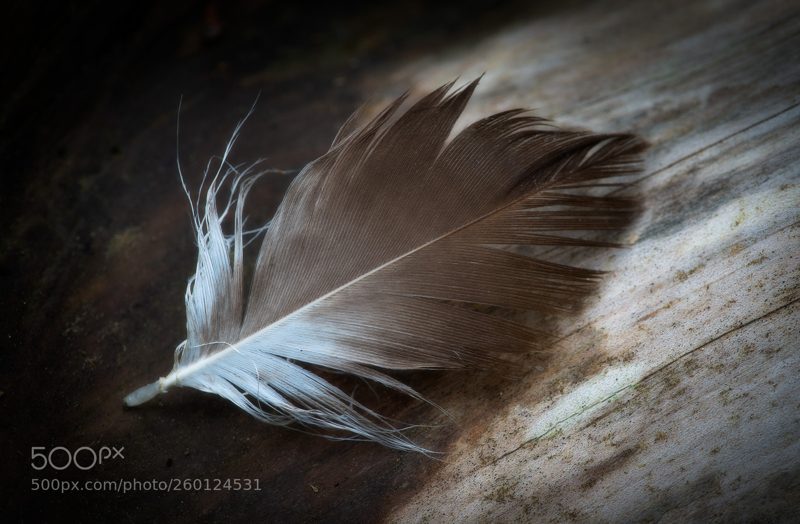 Nikon D800 sample photo. Feather photography
