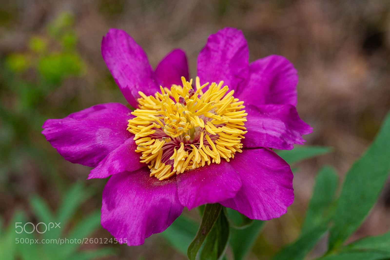 Canon EOS 5D Mark II sample photo. Peonia photography