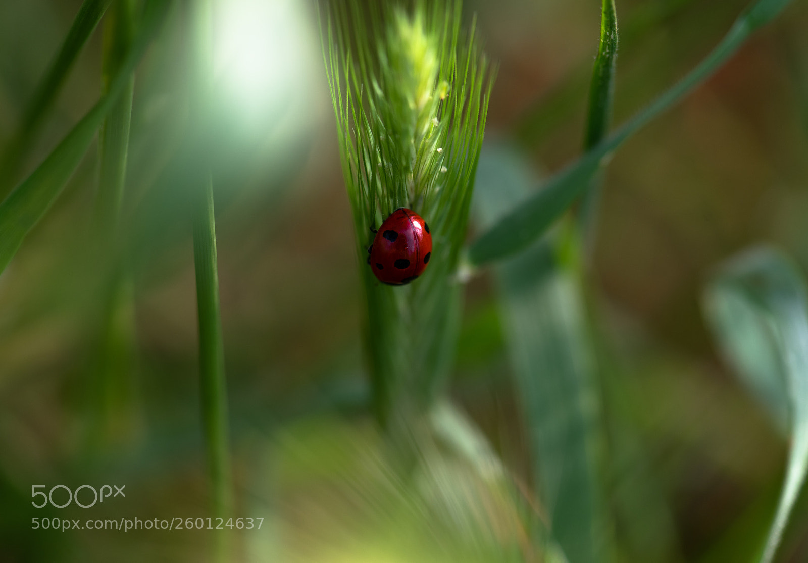 Nikon D750 sample photo. Ladybird photography