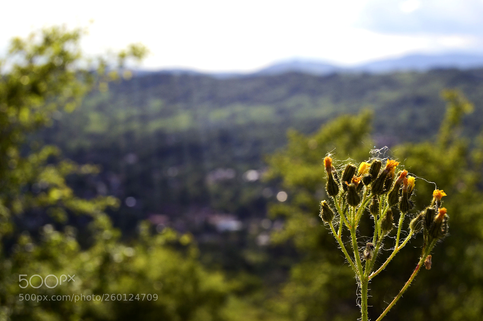 Nikon D3100 sample photo. Flowi photography