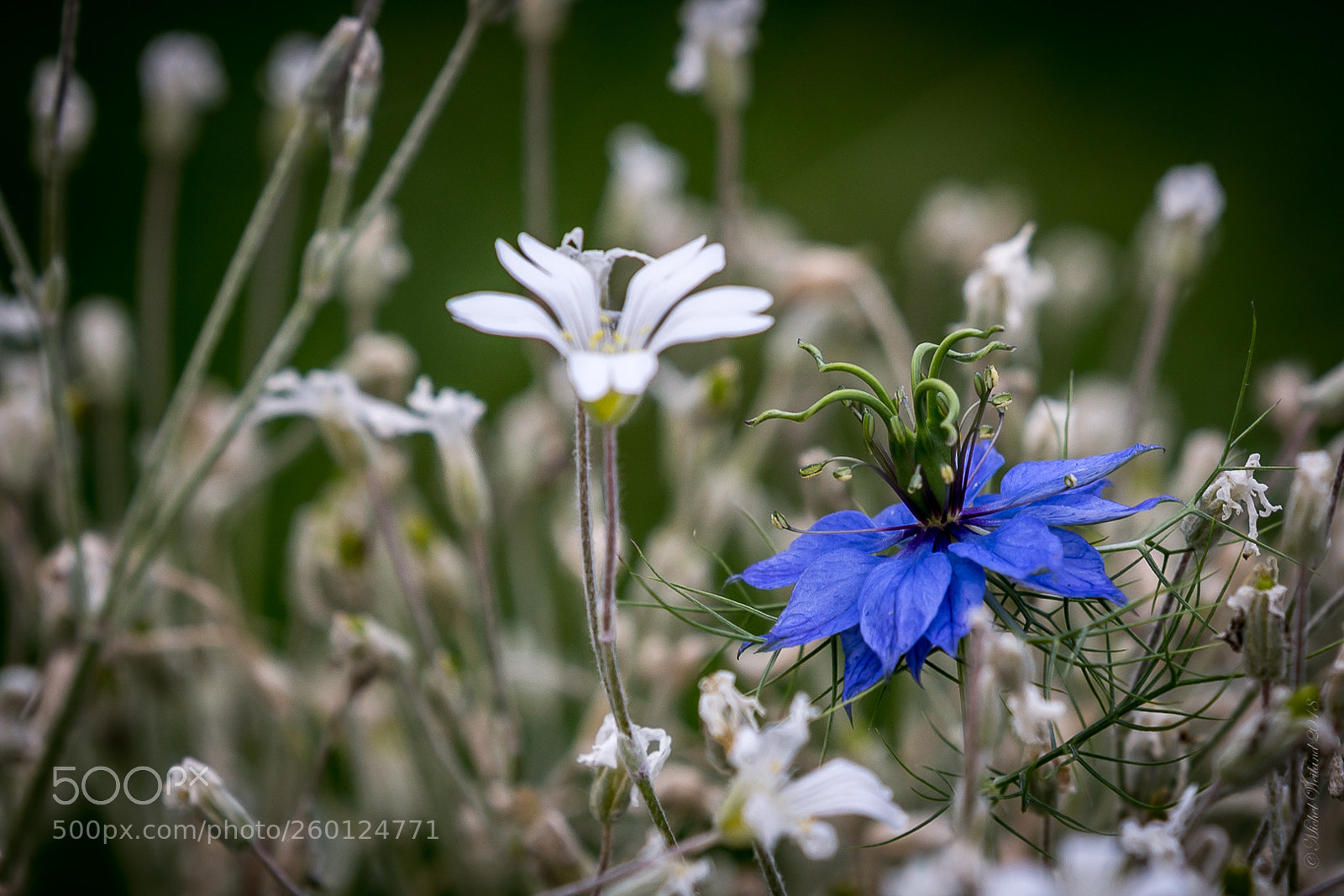 Canon EOS 6D sample photo. Nigella damascena in alyssum photography