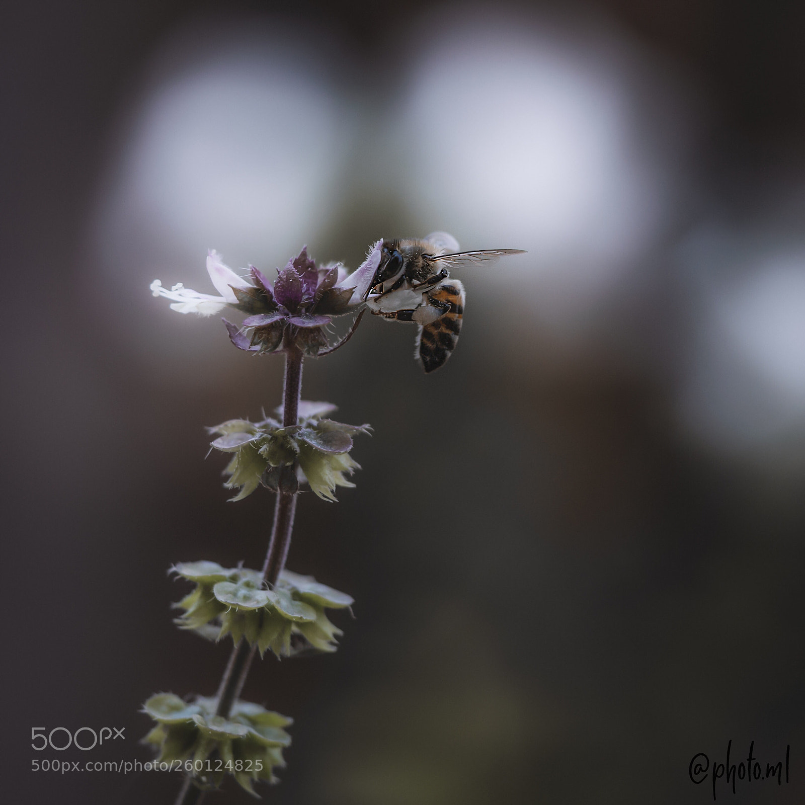 Sony a7R III sample photo. Untitled photography