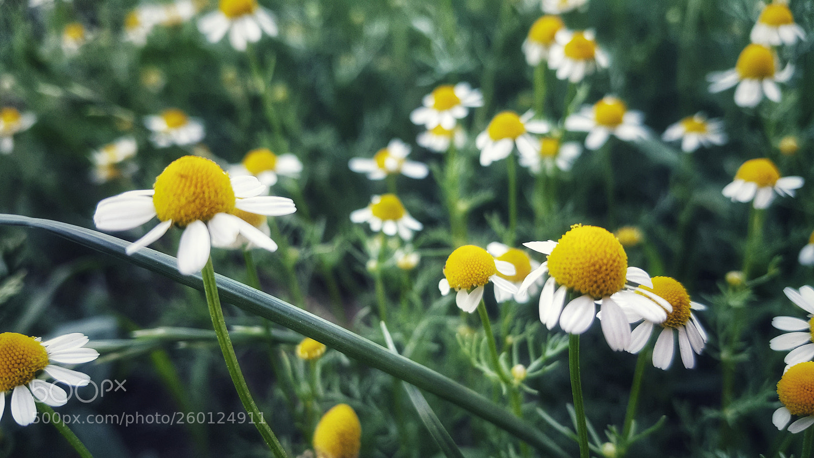 Samsung Galaxy Note5 sample photo. Camomile photography