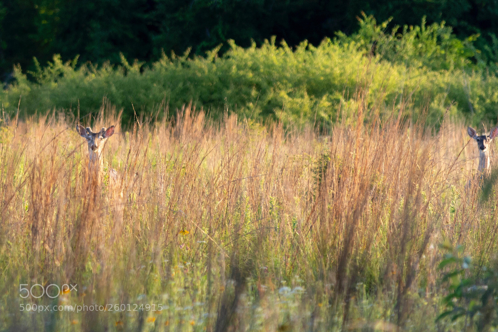 Nikon D7200 sample photo. Buck in velvet photography