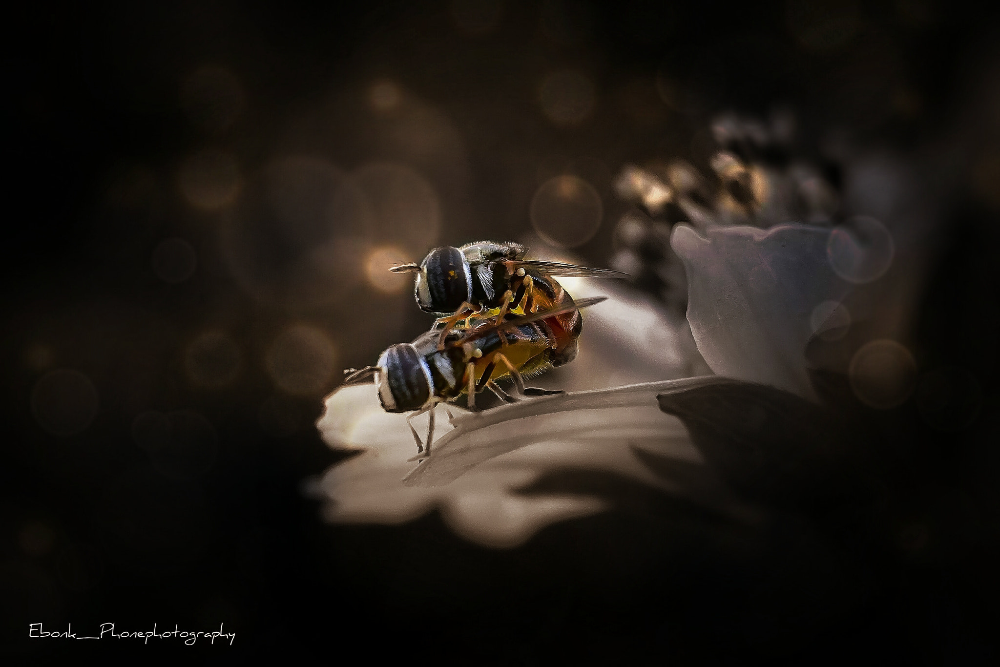 Sony Xperia Z3+ sample photo. Hoverfly photography